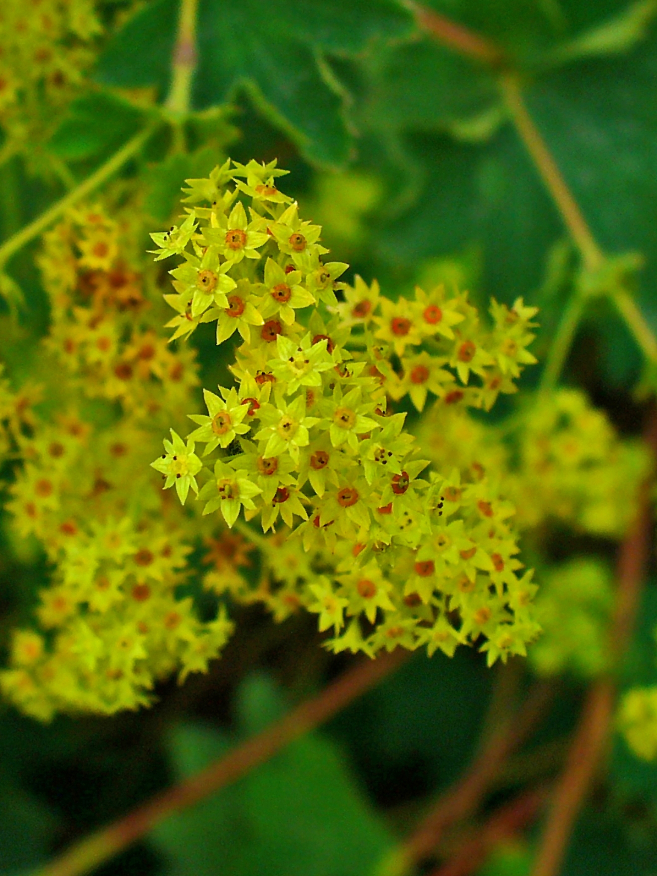 Alchemilla xanthochlora